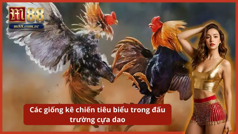 Sự thống trị của dòng Gà Mỹ tốc độ và Gà Peru hiếu chiến trên sới đấu.