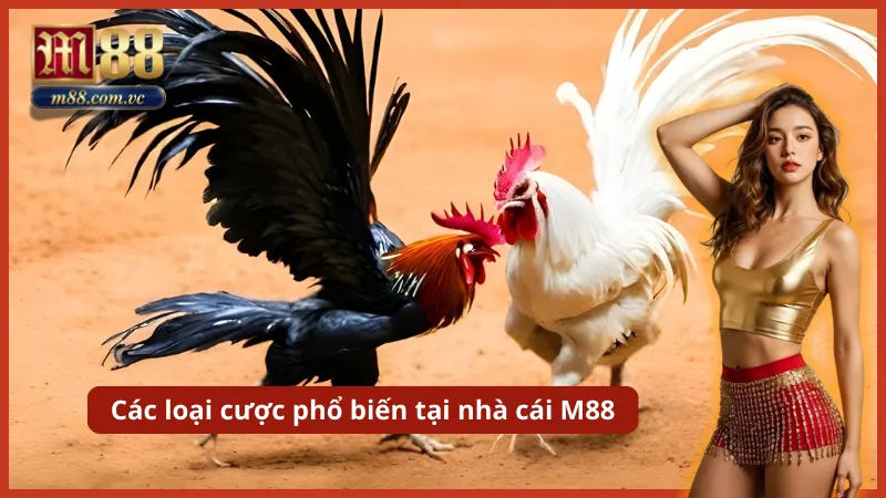 Lựa chọn cửa Meron (Nhà cái/Đỏ) hoặc Wala (Khách/Xanh) trên bảng tỷ lệ kèo.